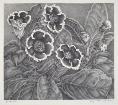 Gloxinias