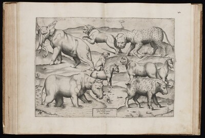 Animals from an Ancient Wall Painting [Table II]