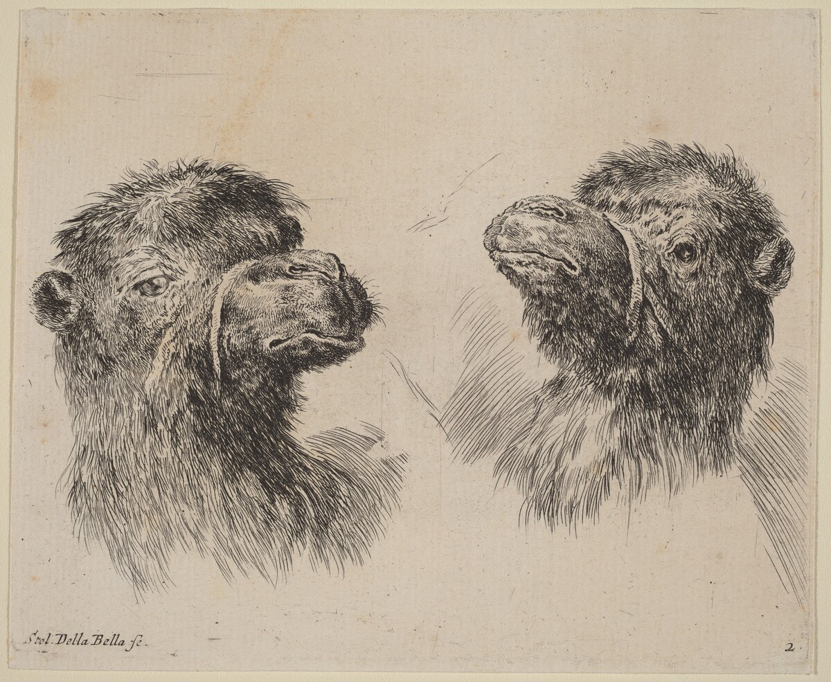 Two Camel Heads by Stefano Della Bella