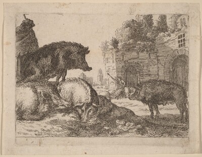 Pigs