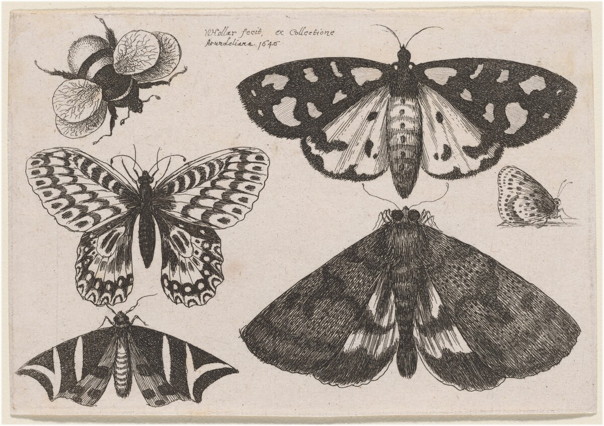 Three Moths, Two Butterflies, and a Bumble Bee by Wenceslaus Hollar