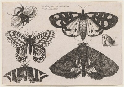 Three Moths, Two Butterflies, and a Bumble Bee