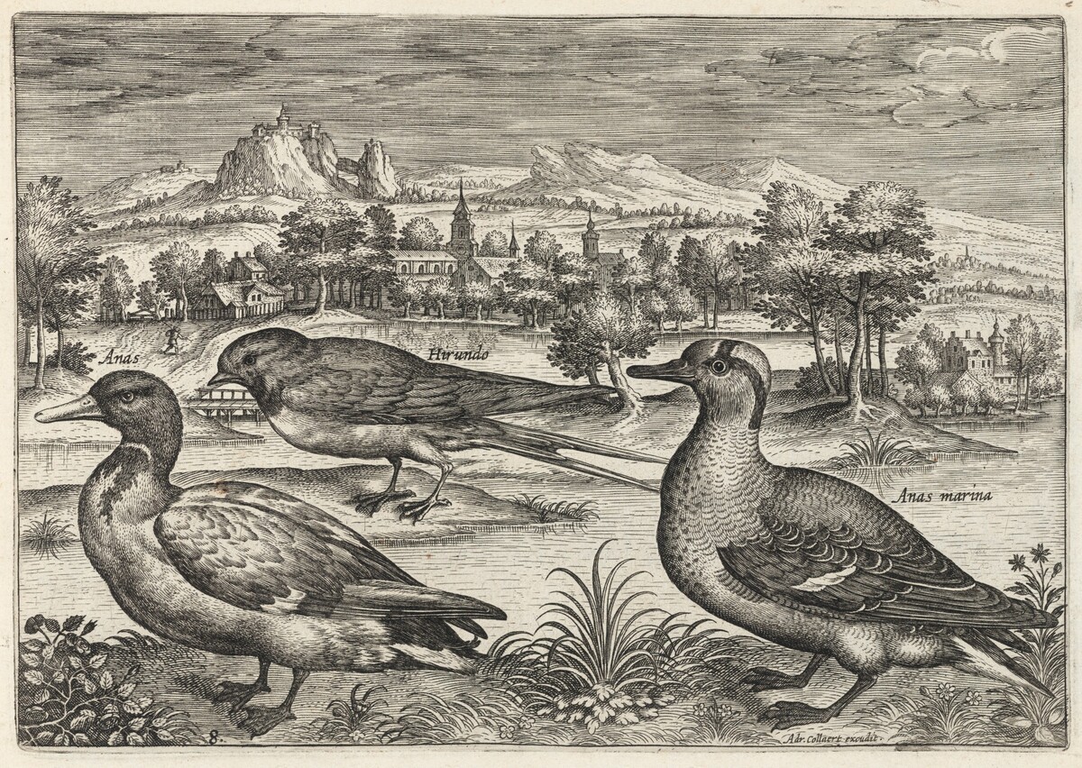 Mallard, Duck, and Swallow by Adriaen Collaert