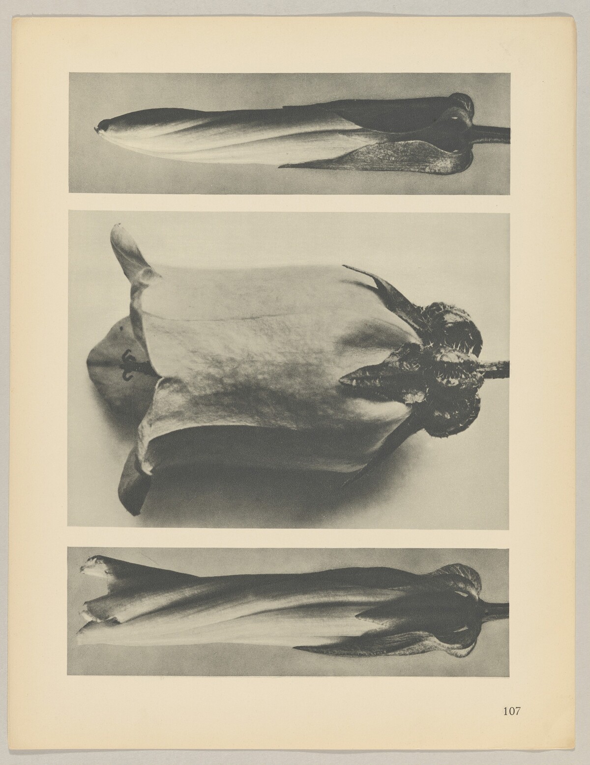 a u. c Convolvulus sepium; b Campanula medium by Karl Blossfeldt