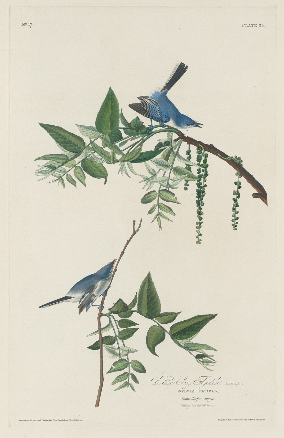 Blue-grey Flycatcher by Robert Havell after John James Audubon