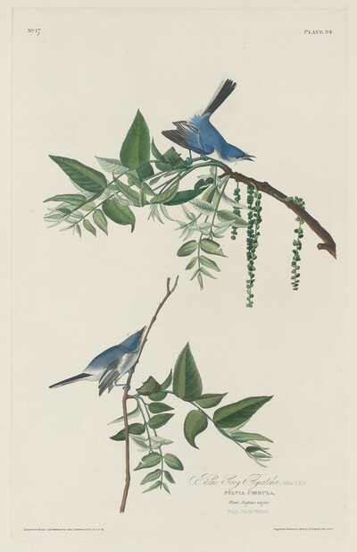 Blue-grey Flycatcher
