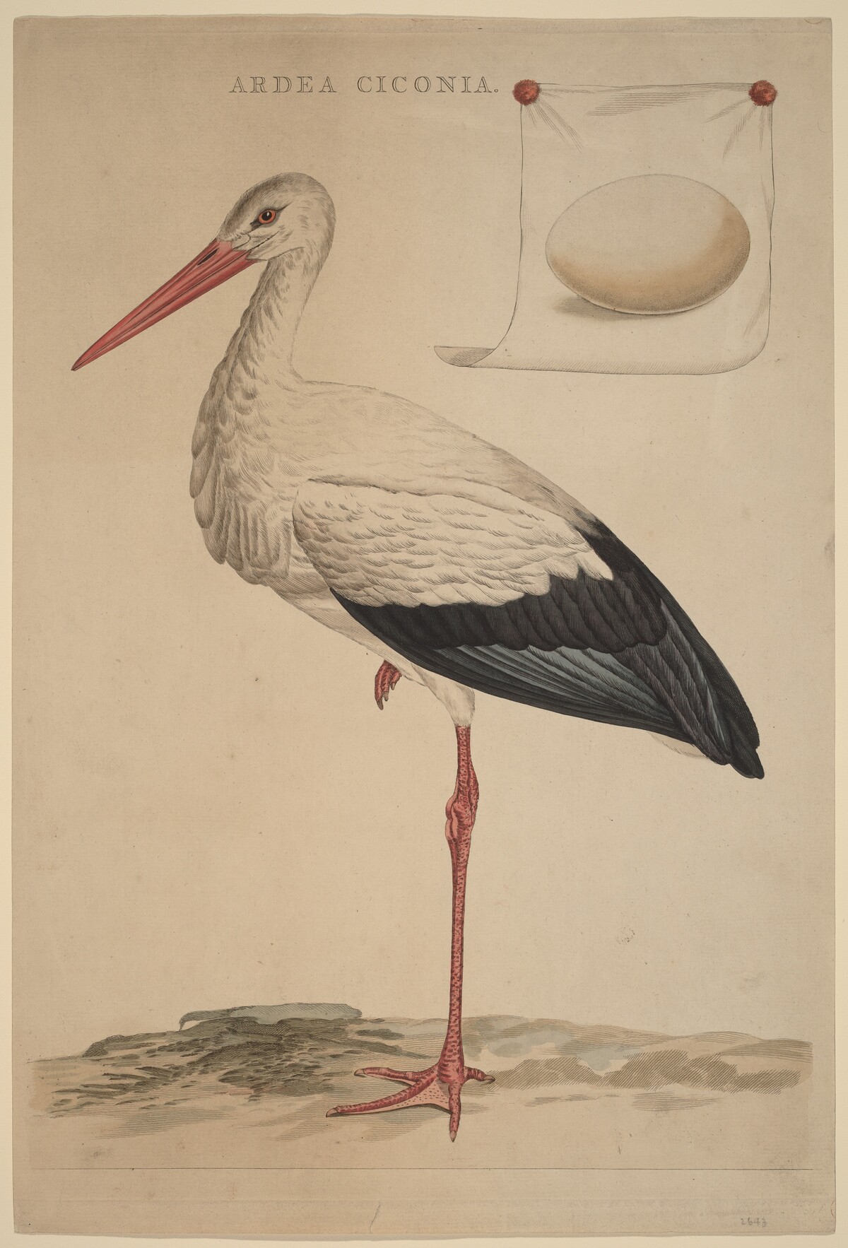 The White Stork by Jan Christiaan Sepp