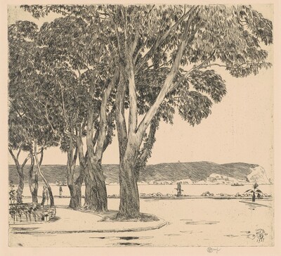 Eucalyptus Trees