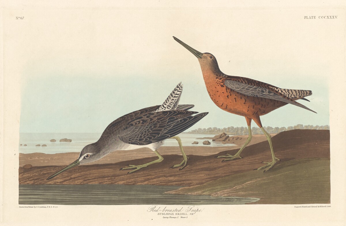 Red-breasted Snipe by Robert Havell after John James Audubon
