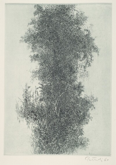 Wisteria