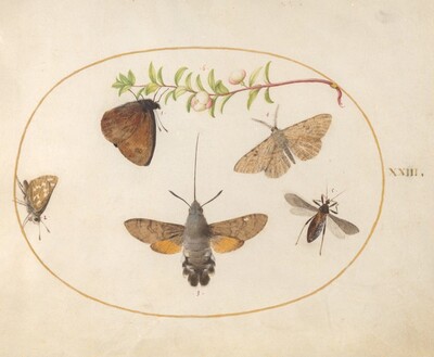 Plate 23: Hummingbird Hawk Moth, Butterflies, and Other Insects around a Snowberry Sprig