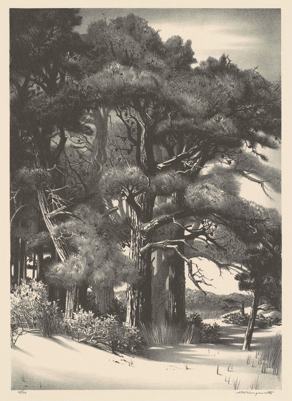 Quiet Grove by Stow Wengenroth