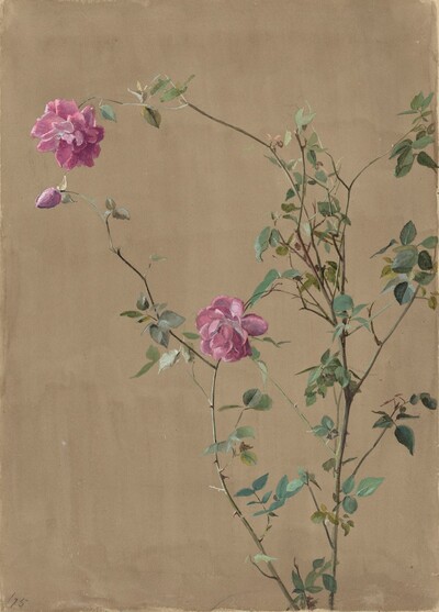 Pink Roses