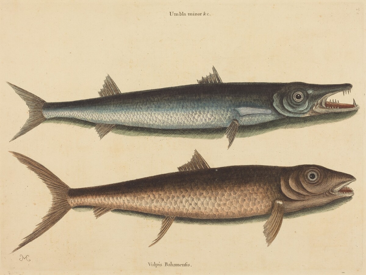 The Barracuda (Esox barracuda) by Mark Catesby