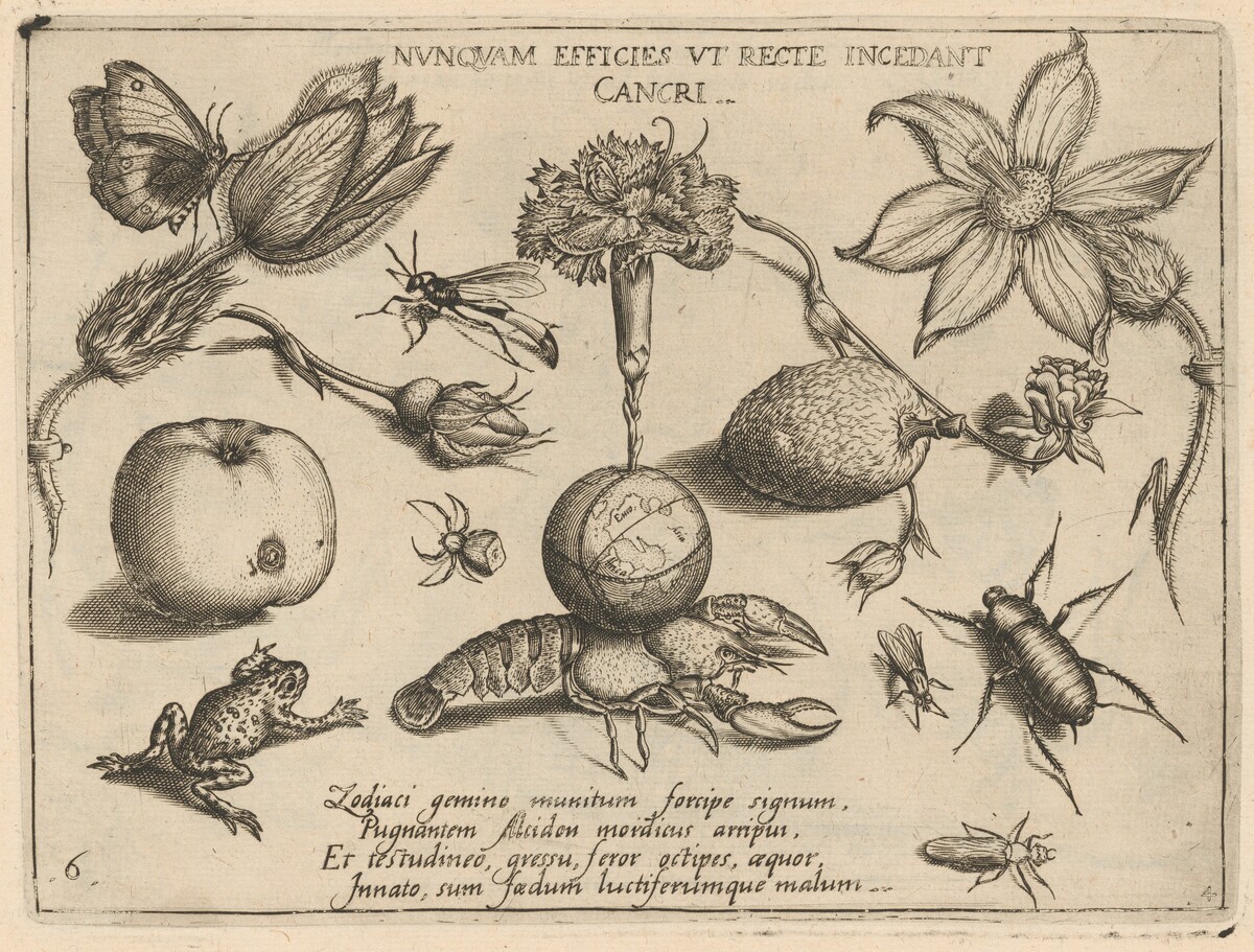 Archetypa studiaque patris Georgii Hoefnagelii [Part 4, Plate 6] by Jacob Hoefnagel after Joris Hoefnagel