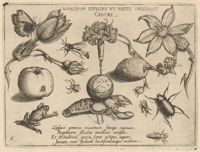 Archetypa studiaque patris Georgii Hoefnagelii [Part 4, Plate 6]