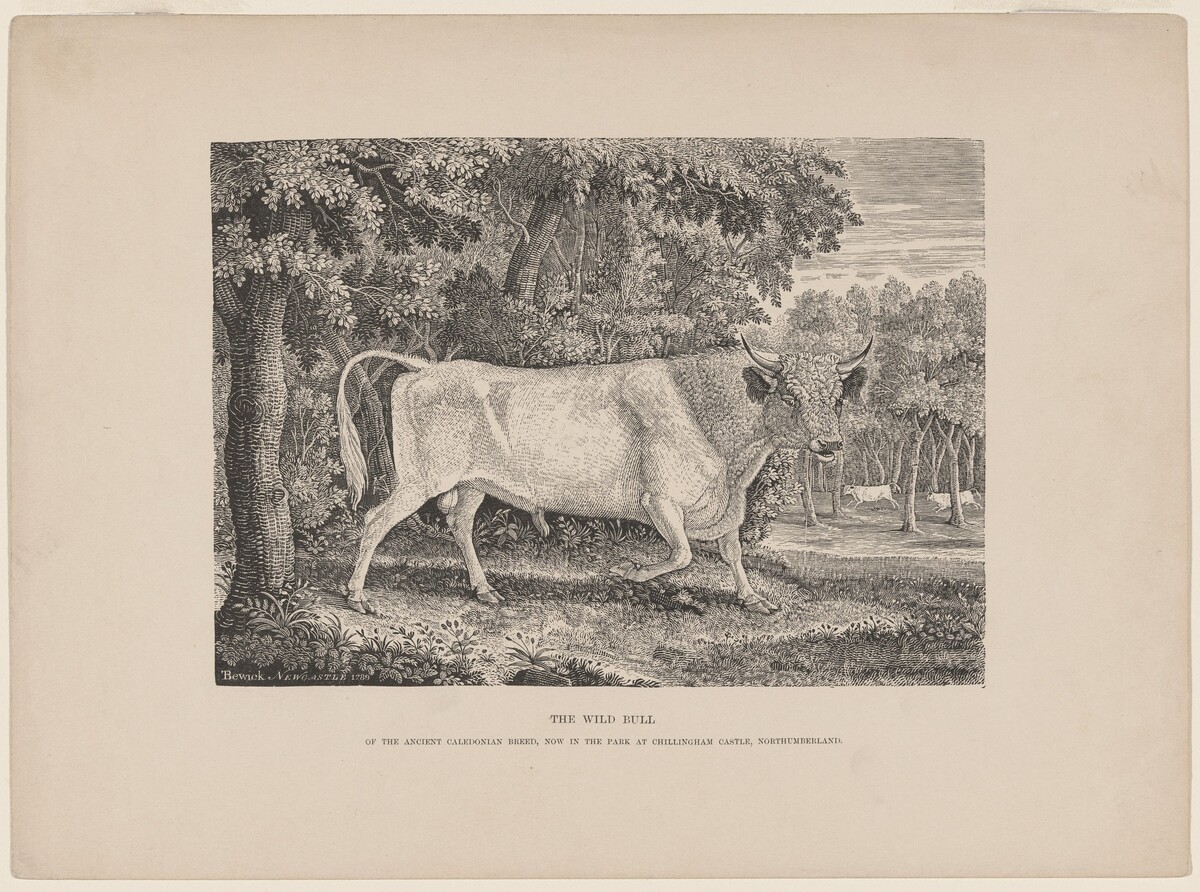 The Wild Bull of Chillingham by Thomas Bewick