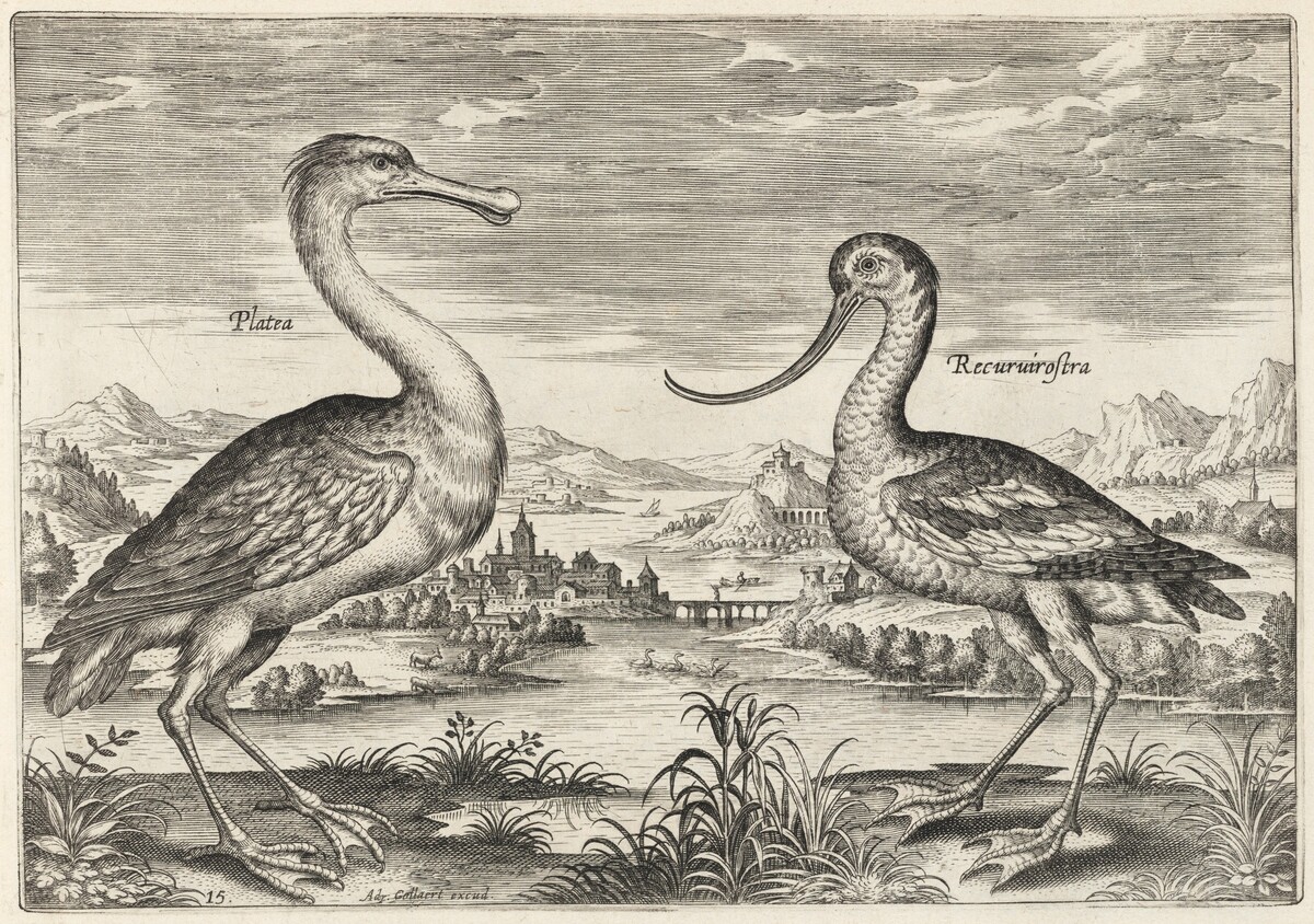 Spoonbill and Avocet by Adriaen Collaert