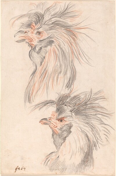 Fighting Cock