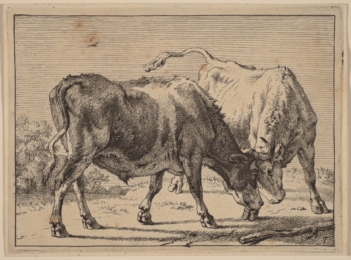 Two Oxen Fighting by Paulus Potter
