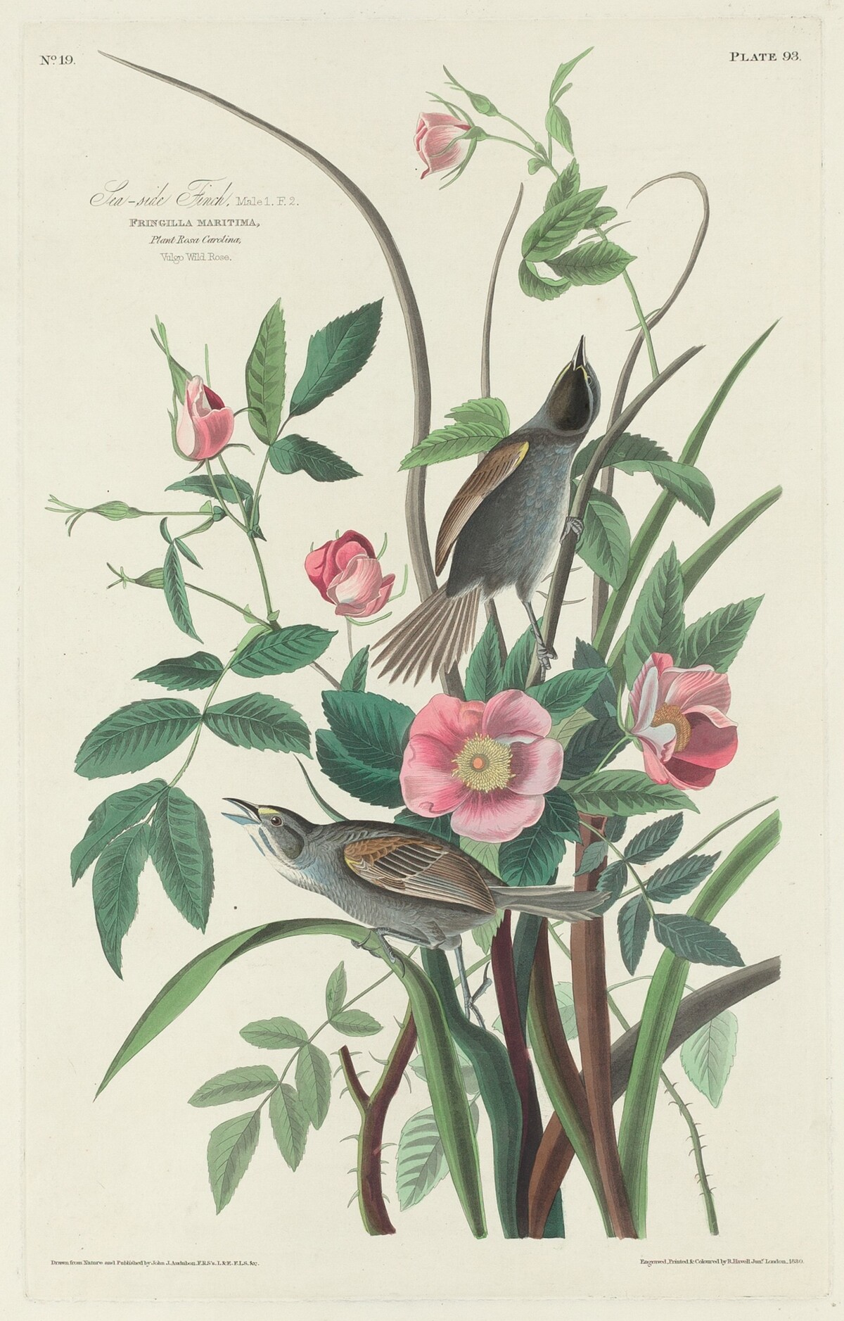 Sea-side Finch by Robert Havell after John James Audubon