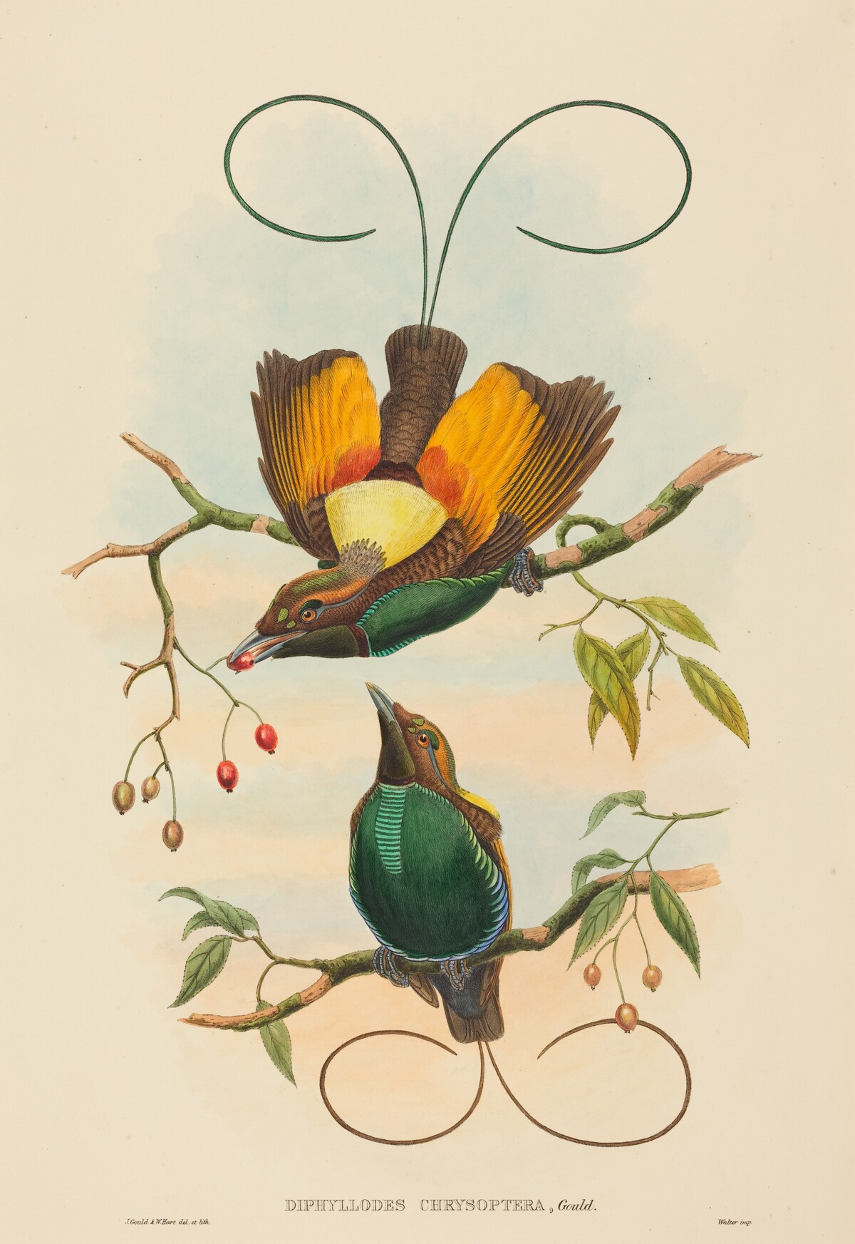 Diphyllodes chrysoptera (Magnificent Bird of Paradise) by John Gould and W. Hart