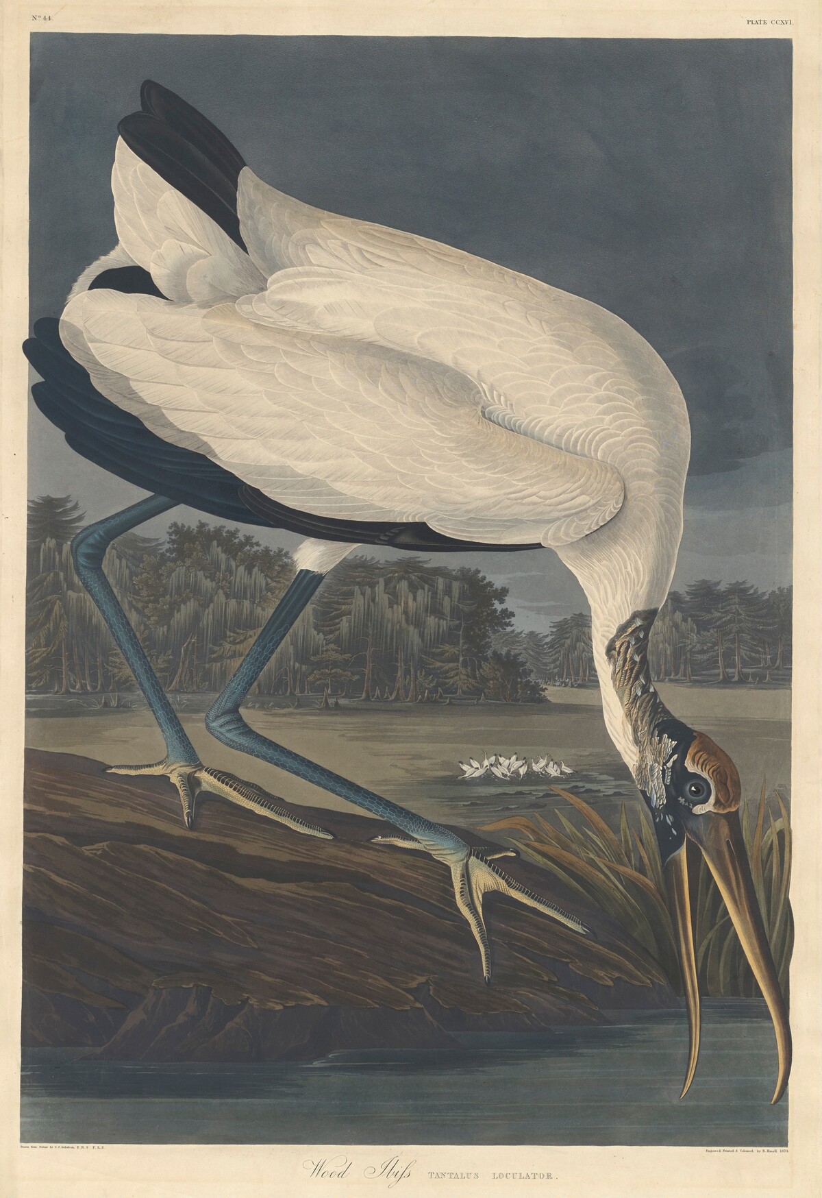 Wood Ibis by Robert Havell after John James Audubon