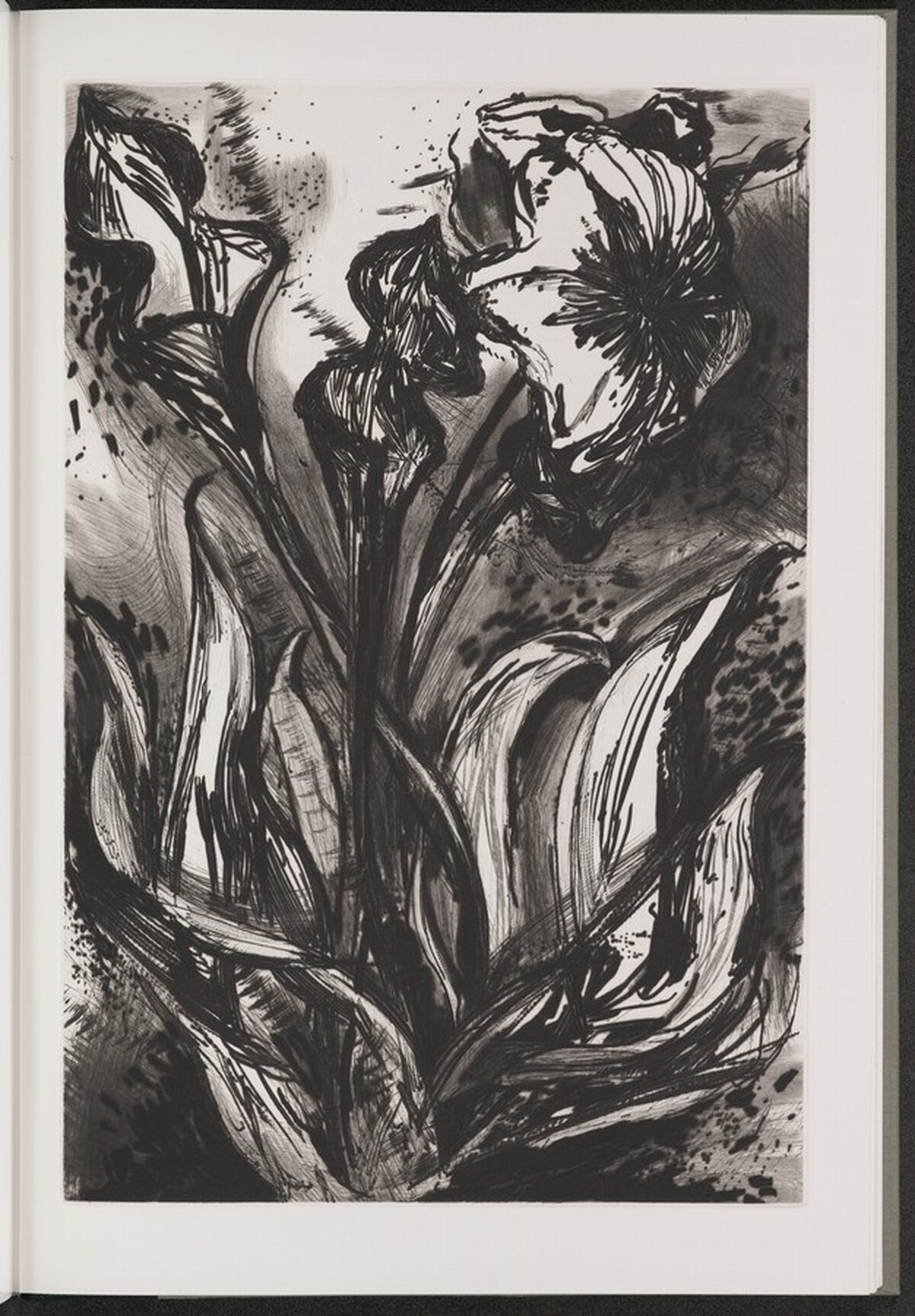 Yellow Pitcher Plant by Jim Dine