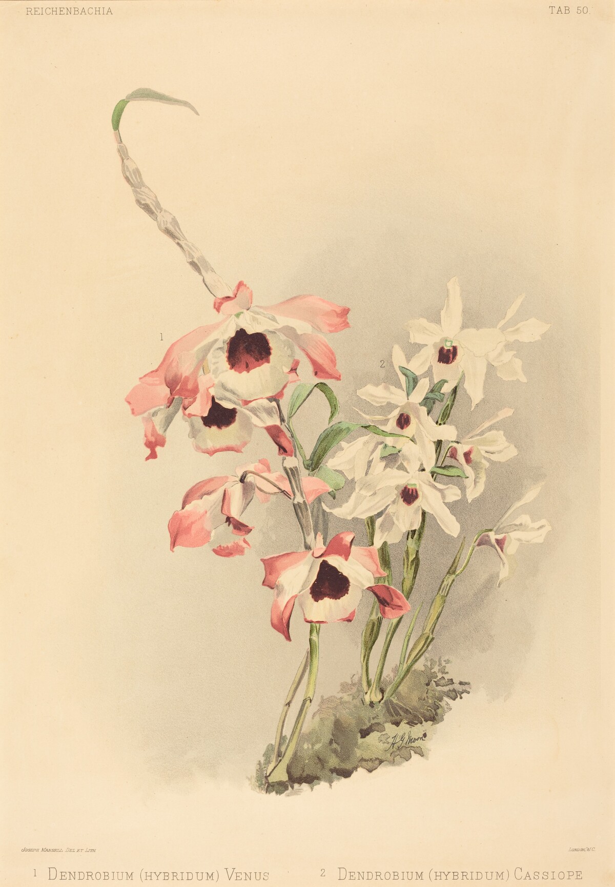 Dendrobium (Hybridium) Venus and Dendrobium (Hybridium) Cassiope by Joseph Mansell after Henry George Moon