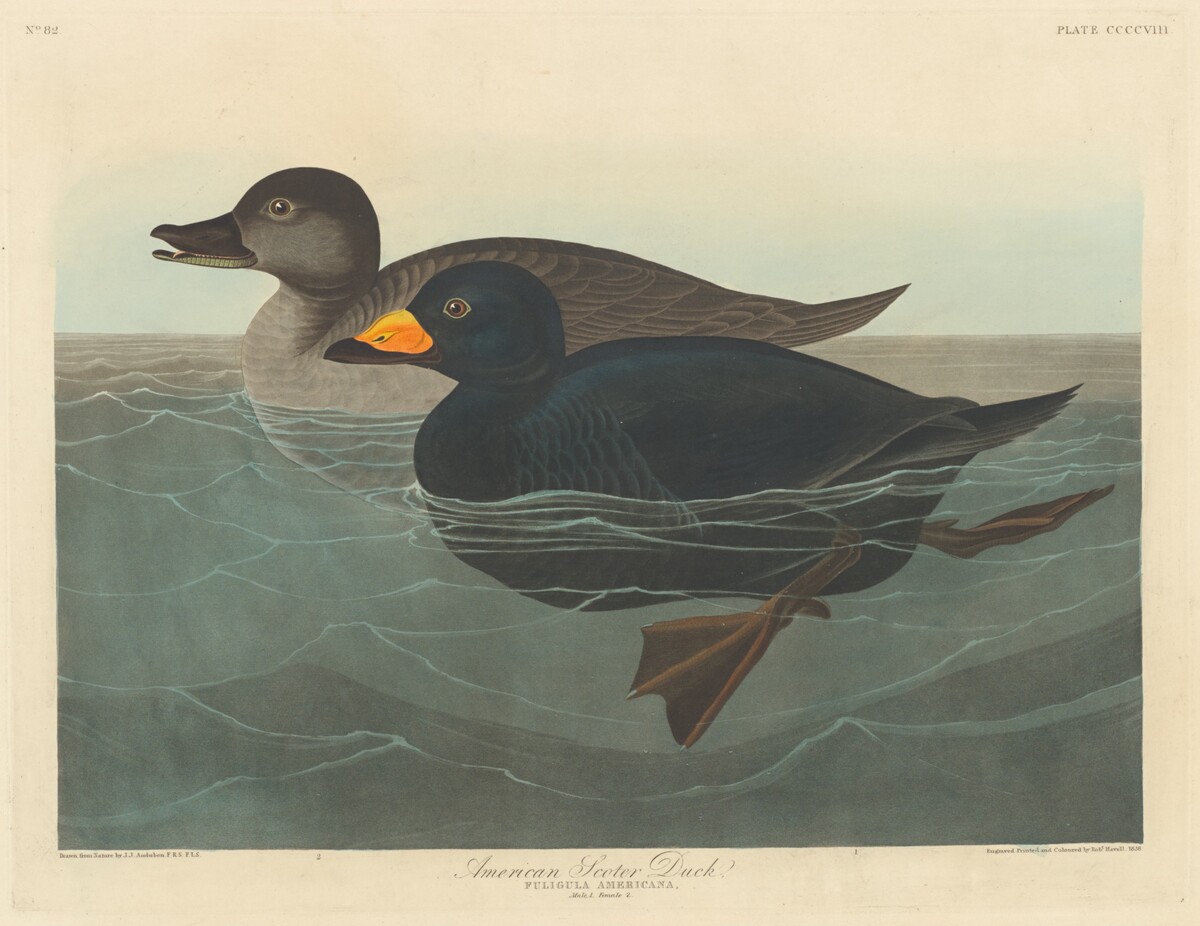 American Scoter Duck by Robert Havell after John James Audubon
