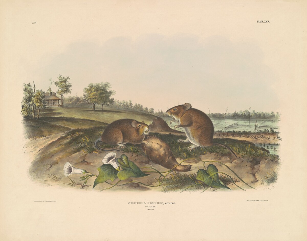 Cotton Rat by John T. Bowen, after John James Audubon
