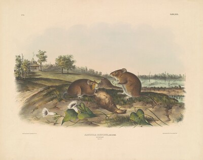 Cotton Rat