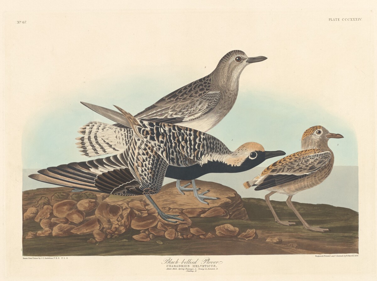 Black-bellied Plover by Robert Havell after John James Audubon