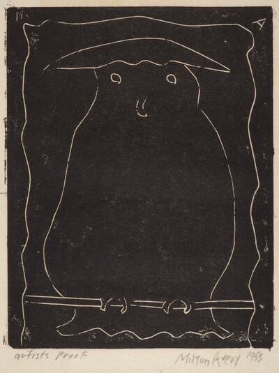 Hooded Owl