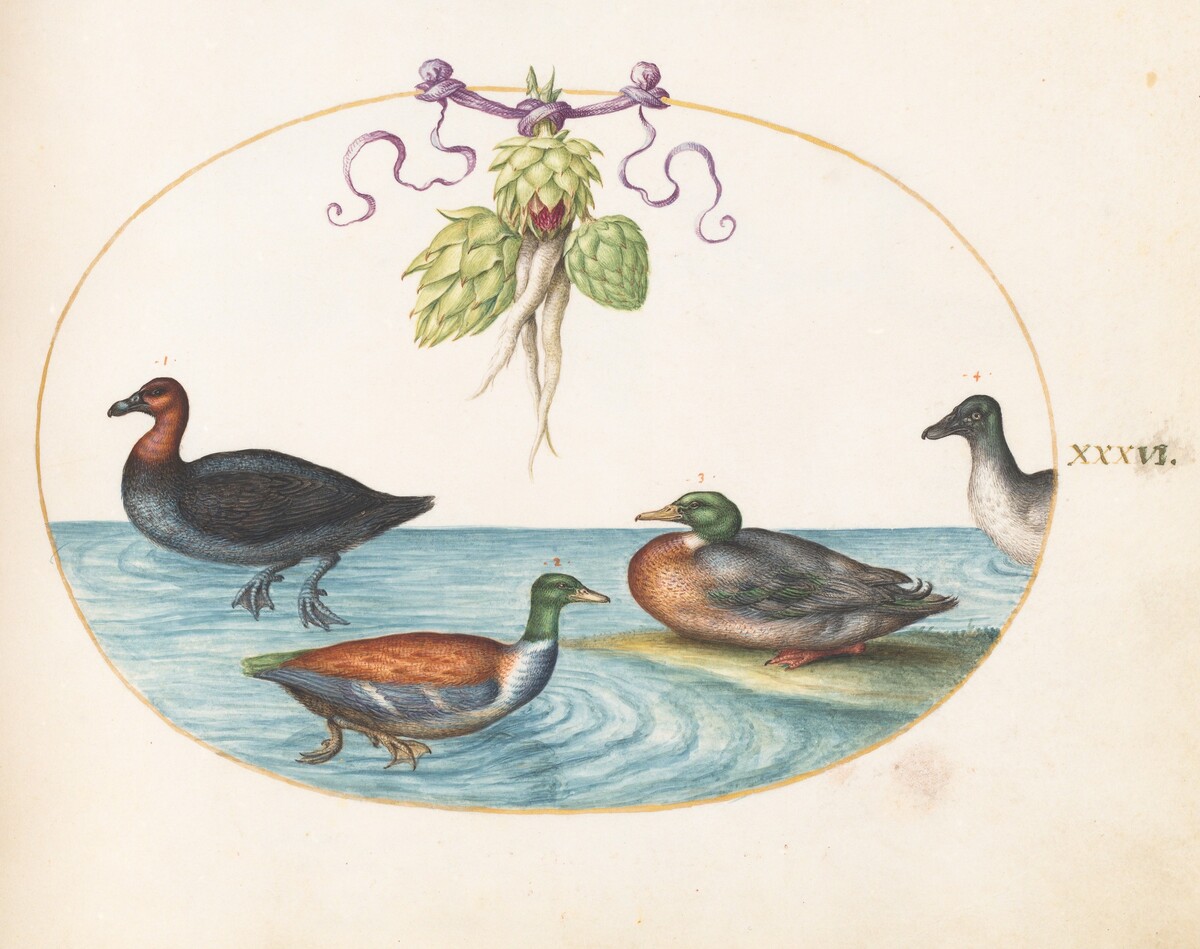 Plate 36: Red-Breasted Merganser, Shoveler, and Mallard, and Duck with Artichokes by Joris Hoefnagel