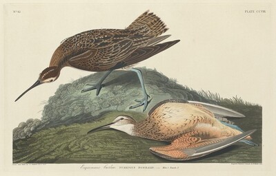 Esquimaux Curlew