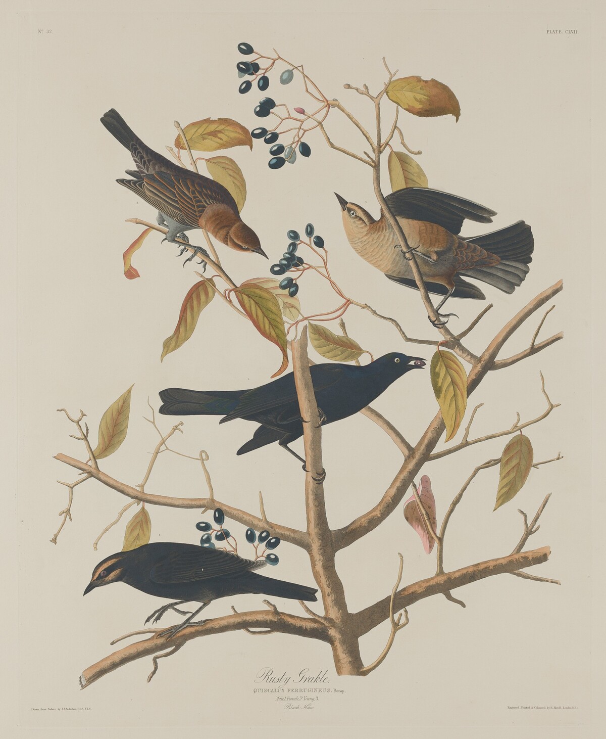 Rusty Grakle by Robert Havell after John James Audubon