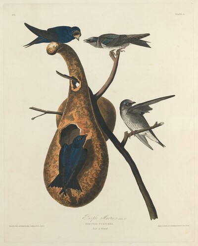 Purple Martin