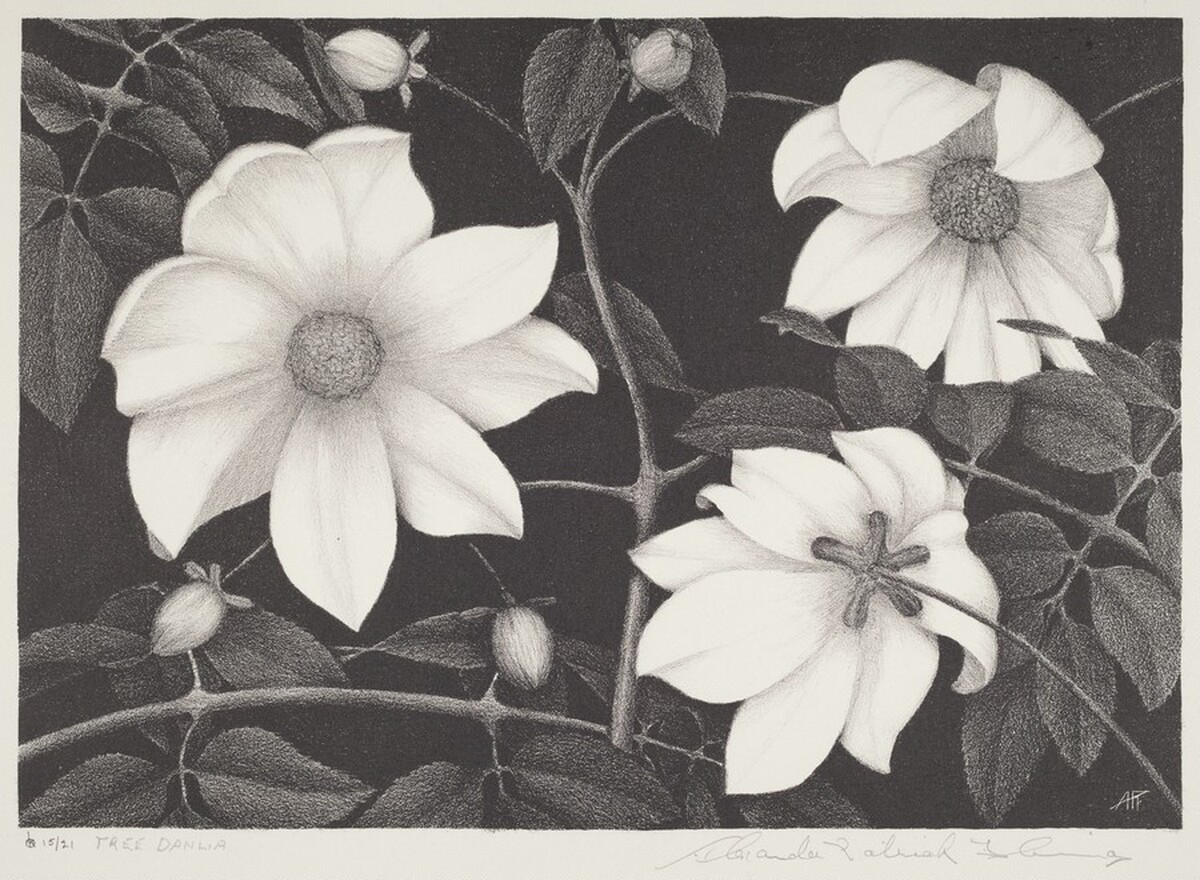 Tree Dahlia by Alexander Patrick Fleming
