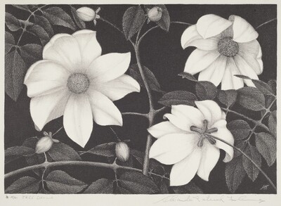 Tree Dahlia