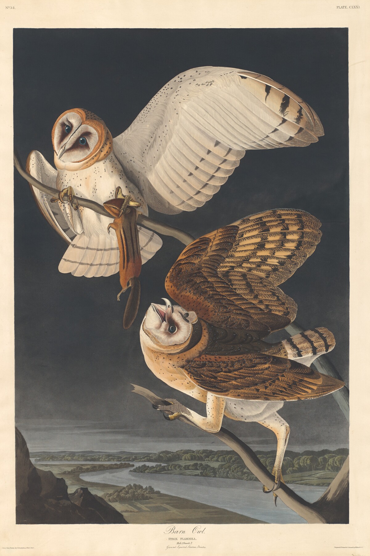 Barn Owl by Robert Havell after John James Audubon