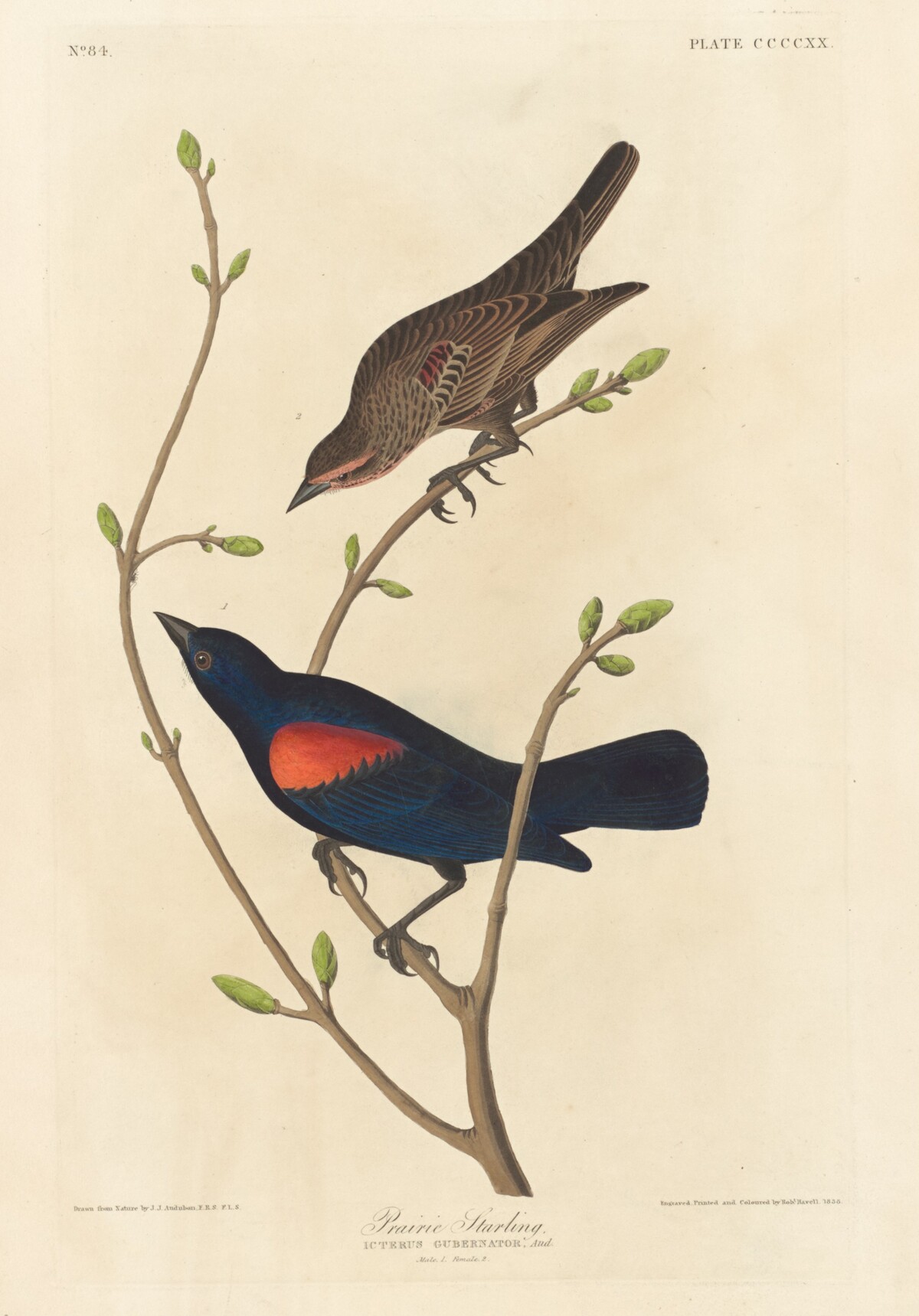 Prairie Starling by Robert Havell after John James Audubon