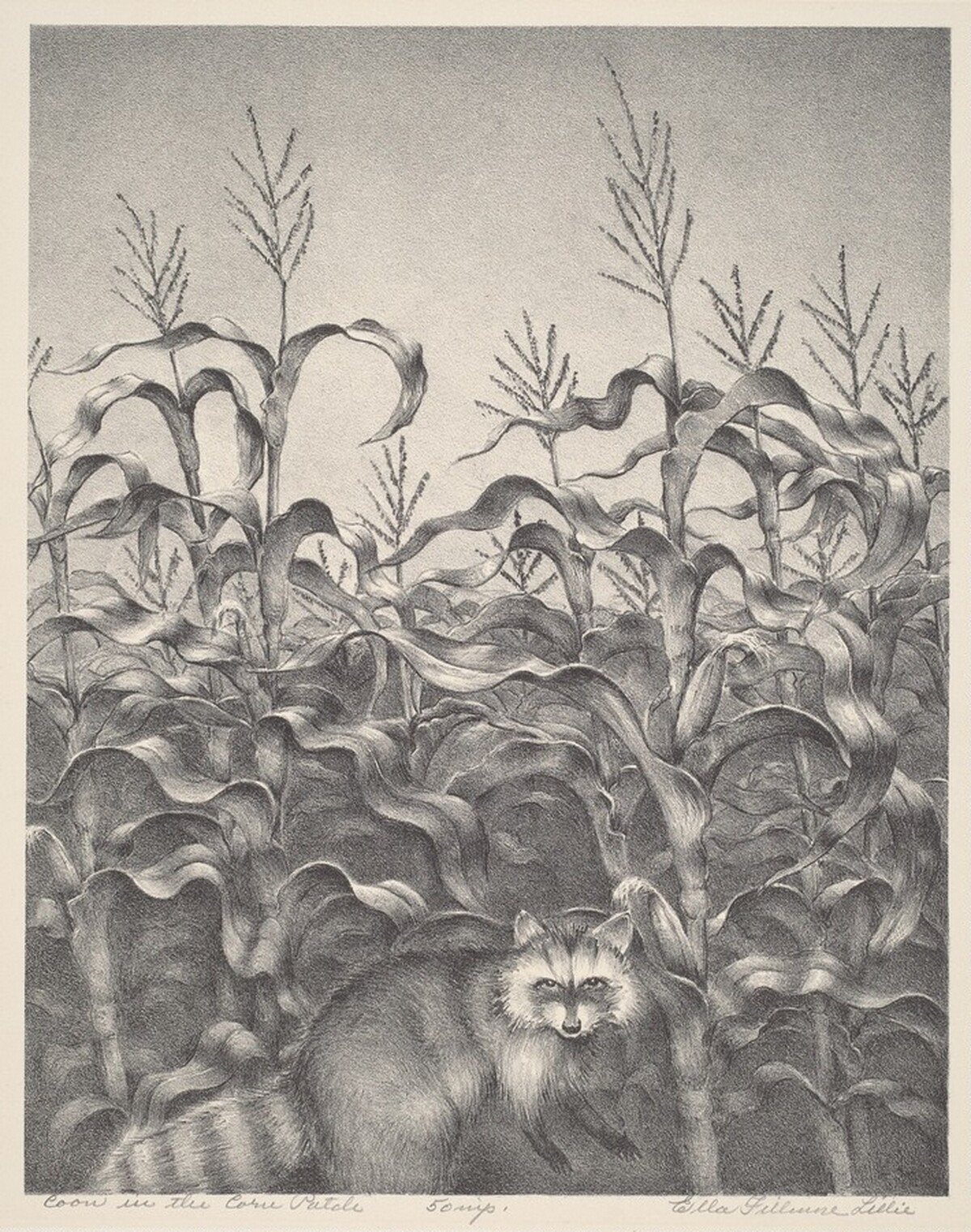 Coon in the Corn Patch by Ella Fillmore Lillie