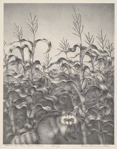 Coon in the Corn Patch