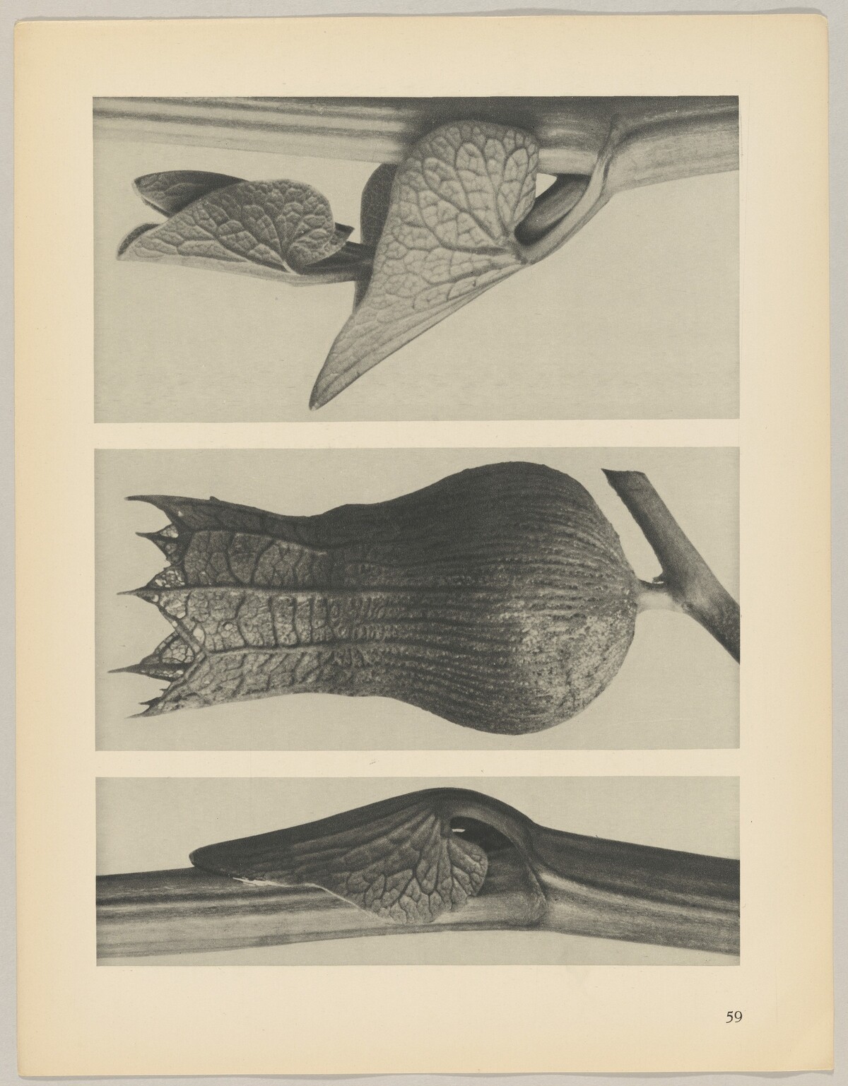 a u. c Aristolochia clematitis; b Hyoscyamus niger by Karl Blossfeldt