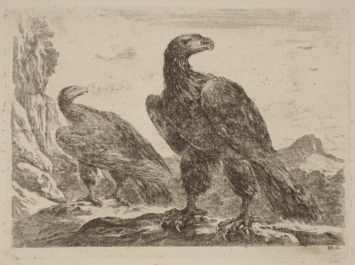 Two Eagles, Both with Heads Turned to the Right by Stefano Della Bella