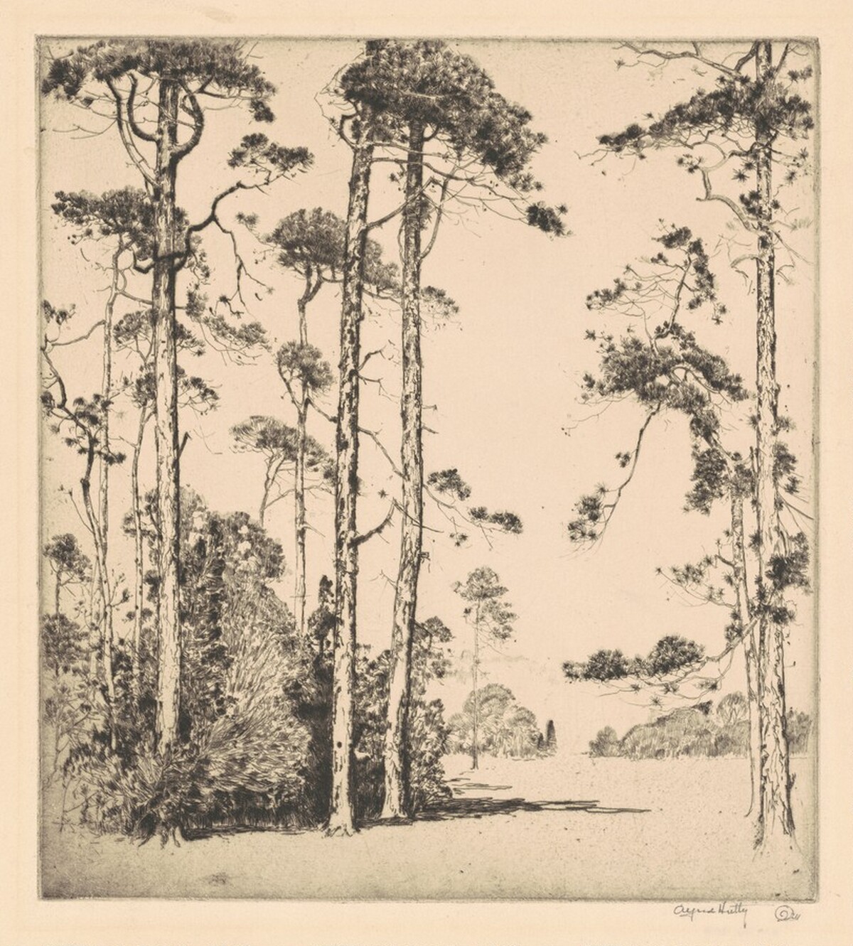 Southern Pines by Alfred Hutty