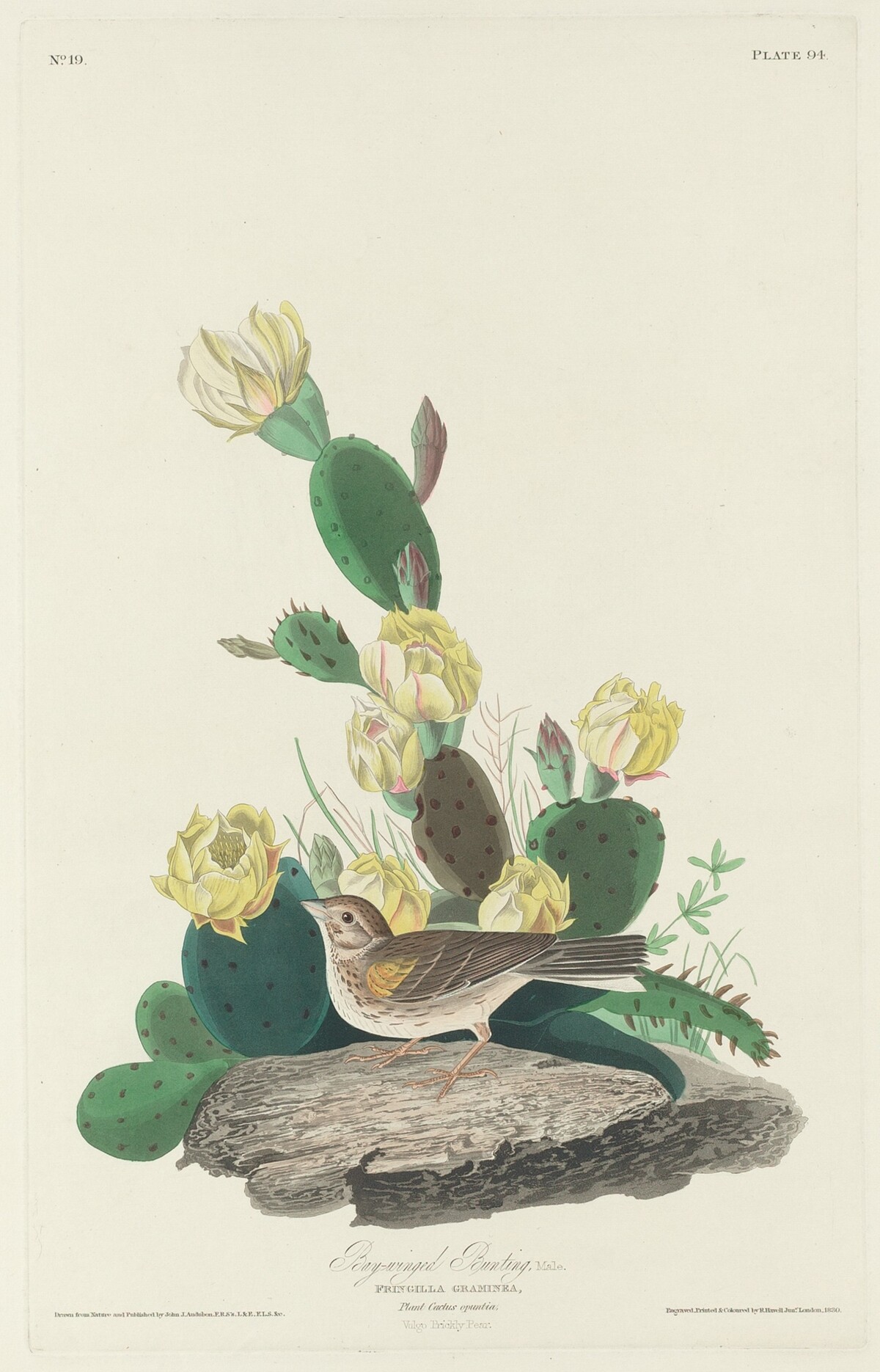 Bay-winged Bunting by Robert Havell after John James Audubon