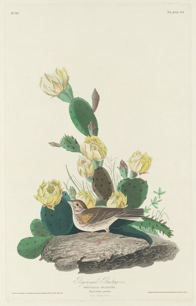 Bay-winged Bunting