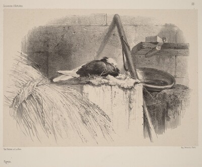 Pigeon